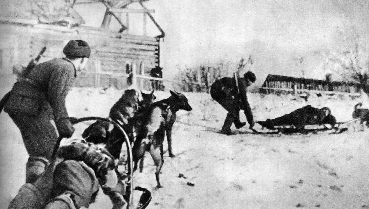 Вывоз раненых с поля боя. Ленинградский фронт, 1943 г.
