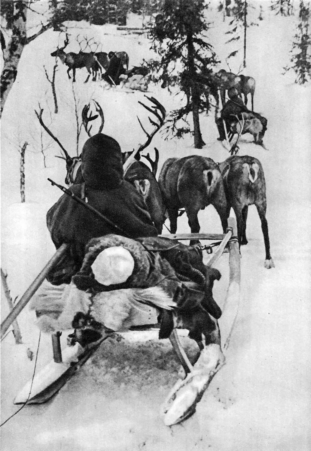 Эвакуация раненых с поля боя. Карельский фронт, ноябрь 1942г.